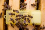 Bienen auf einem Kaefig