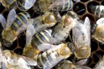 Bienen