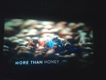 More than honey Kino Film