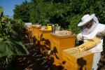 Bienenarbeit