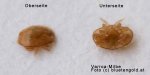Varroa Milbe
